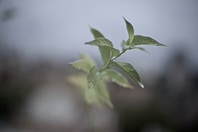 绿叶植物的选择性聚焦摄影